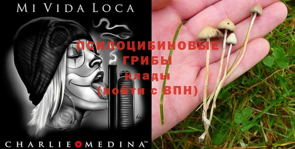 прущие грибы Ачинск